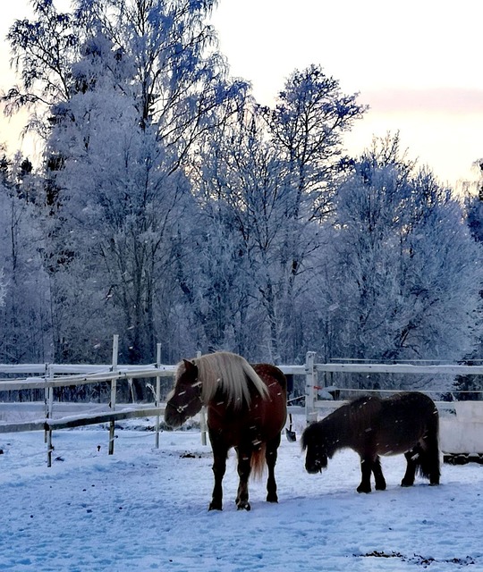 Free Horse Horseflesh photo and picture