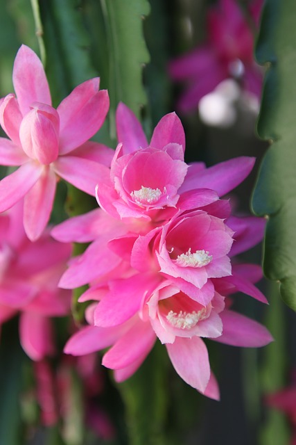 Blomst, Lyserød, Orkidé Kaktus, Plante