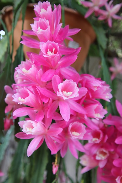 Blomst, Lyserød, Orkidé Kaktus, Plante