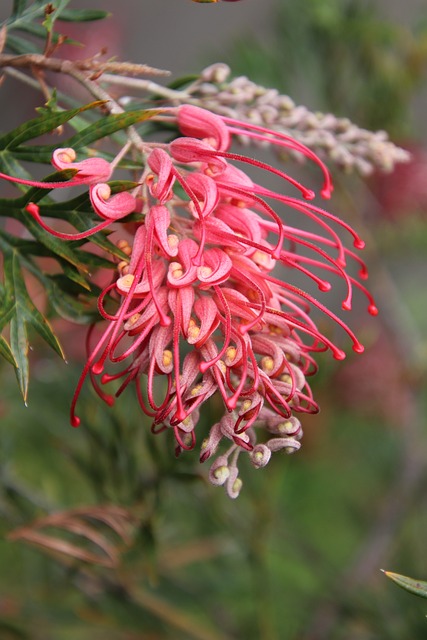 Blomst, Australsk, Hjemmehørende