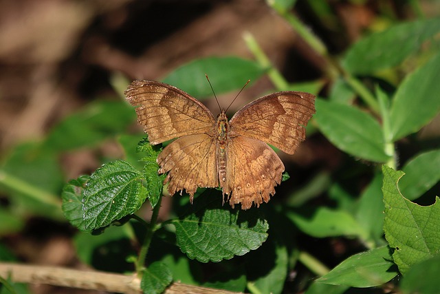 Free Butterfly Nature photo and picture