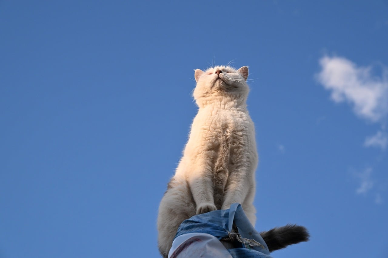 Cat - free online jigsaw puzzle photo