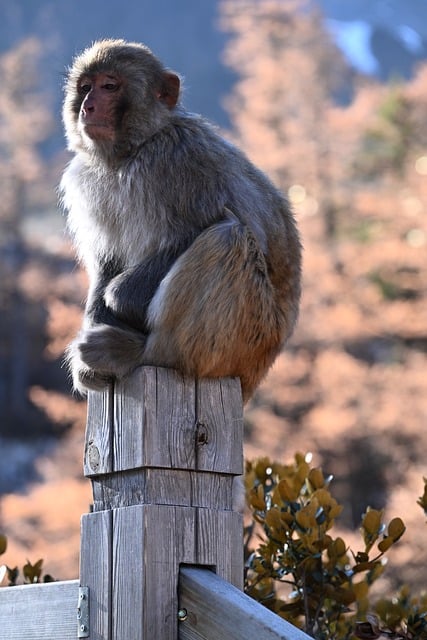 Free Monkey Animal photo and picture