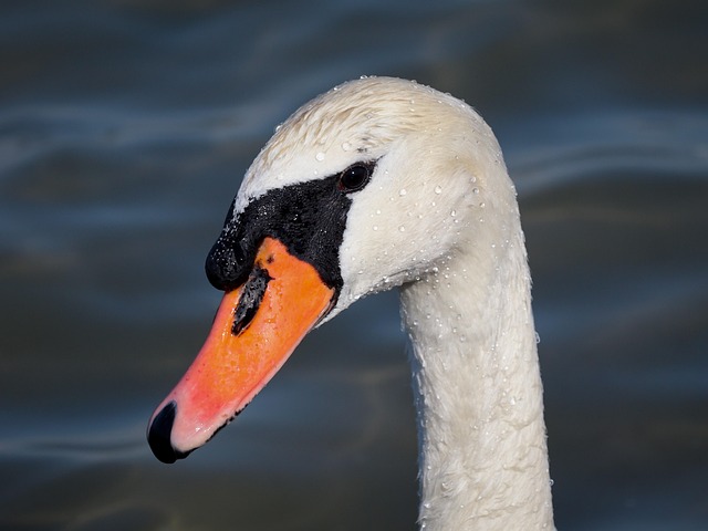 Free Beauty Nature photo and picture