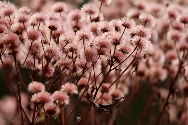 Flores Secas, Outono, Natureza, Ramo