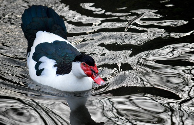 Ente, Warzenente, Moschusente