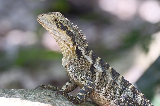 Free Lizard Reptile photo and picture