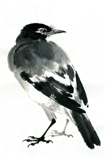 Free crow bird raven illustration