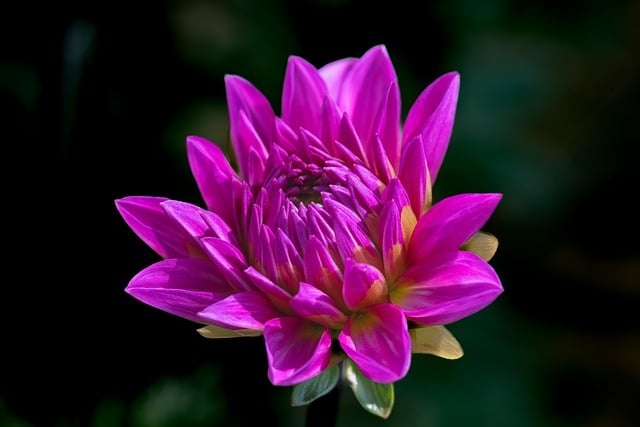 Free Flower Dahlia photo and picture