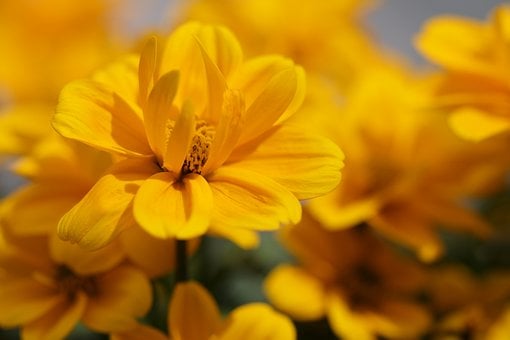 Flores Amarillas, Maravilla, Tagetes