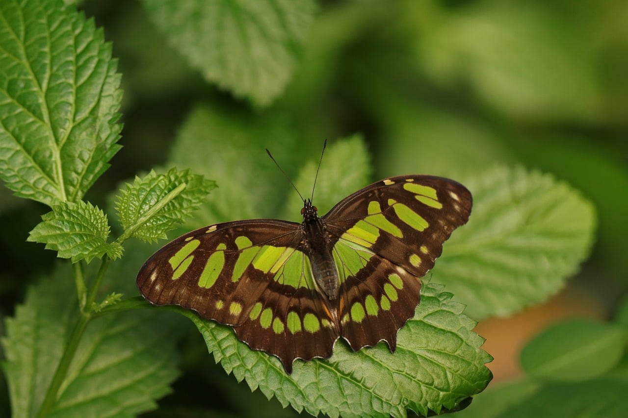 A green and black butterfly on a background of green leaves, making it hard to see.