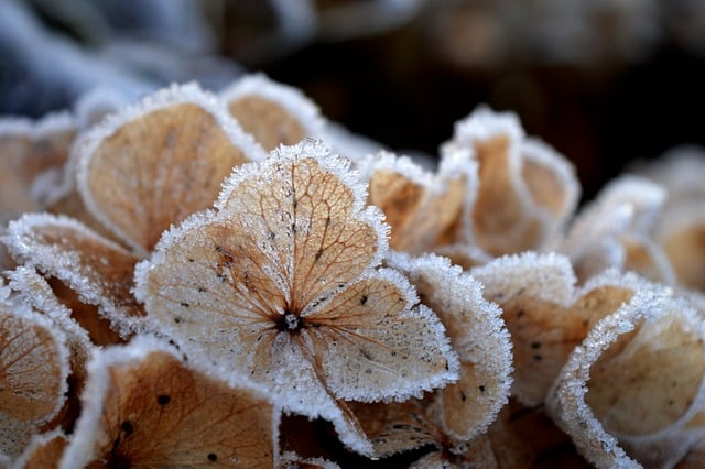 Free Hydrangeas Autumn Colors photo and picture