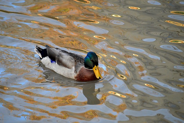 Ente, Erpel, Stockente, Reflexion