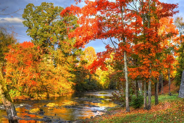 Free Autumn Leaves photo and picture