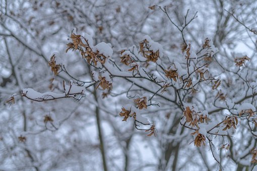 Free Winter Snow photo and picture