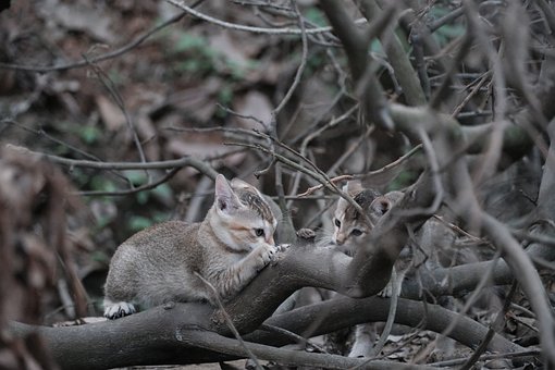 Gatito, Jugando, Naturaleza, Animal