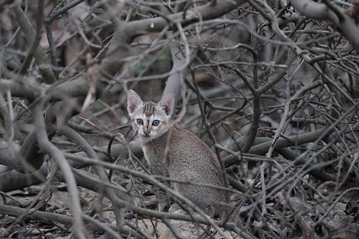 Gato, Salvaje, Naturaleza, Animal