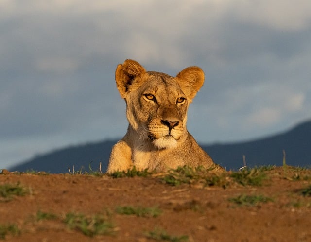 lion, savannah, wildlife, nature, big cat, predator, african nature, sunrise, sunset, wilderness, safari, leopard, mammals, panthera, wild landscape, predator vs prey, big five, panther, reed