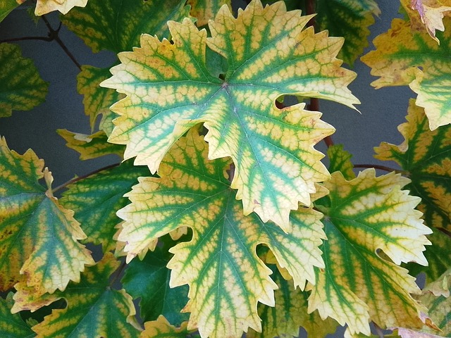 Free Green Yellow photo and picture