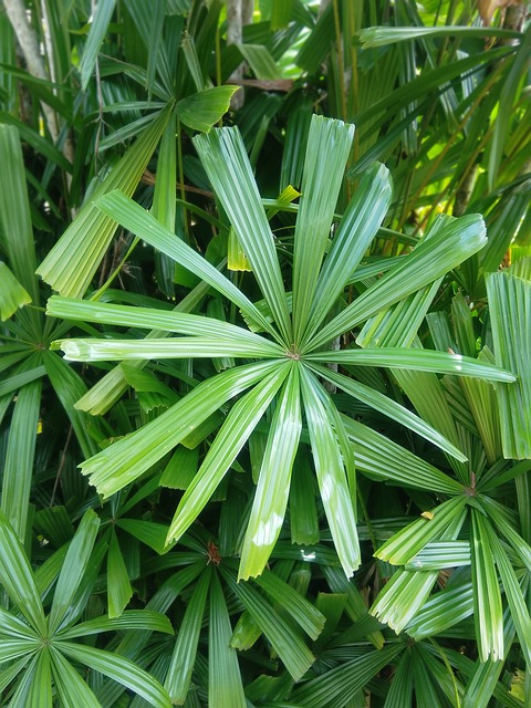 Free Leaves Palm photo and picture