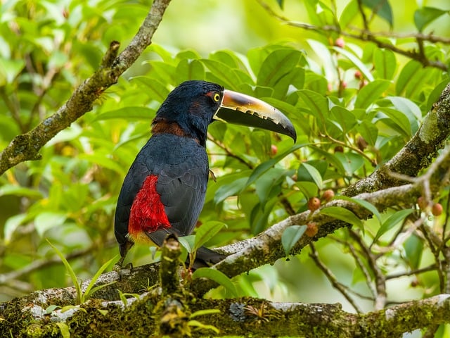 costa rica, bird, nature, wildlife, plumage, ornithology, avian, birdwatching, feathers, branch, perched