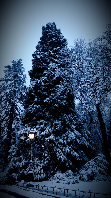 Free Christmas Winter photo and picture