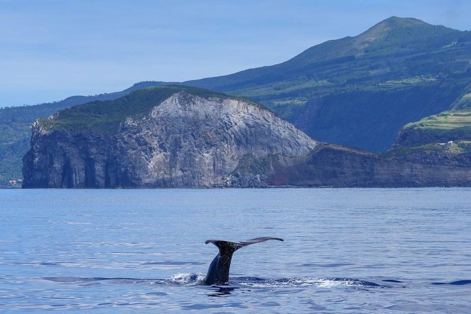 Seaside Serenity: Relaxing Retreats on Faial Island