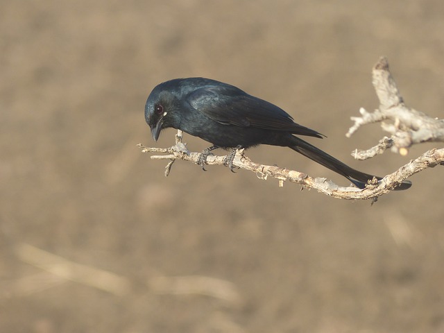 Free Black Drongo Black Bird photo and picture