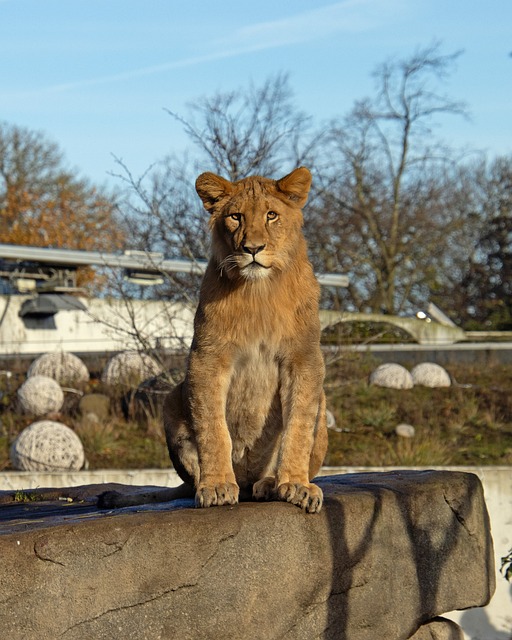 Free Lion Cub Animal photo and picture