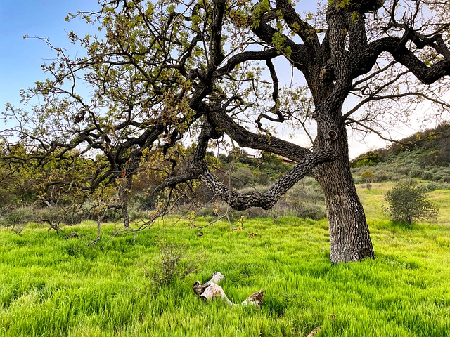 Free Oak Tree Oak photo and picture