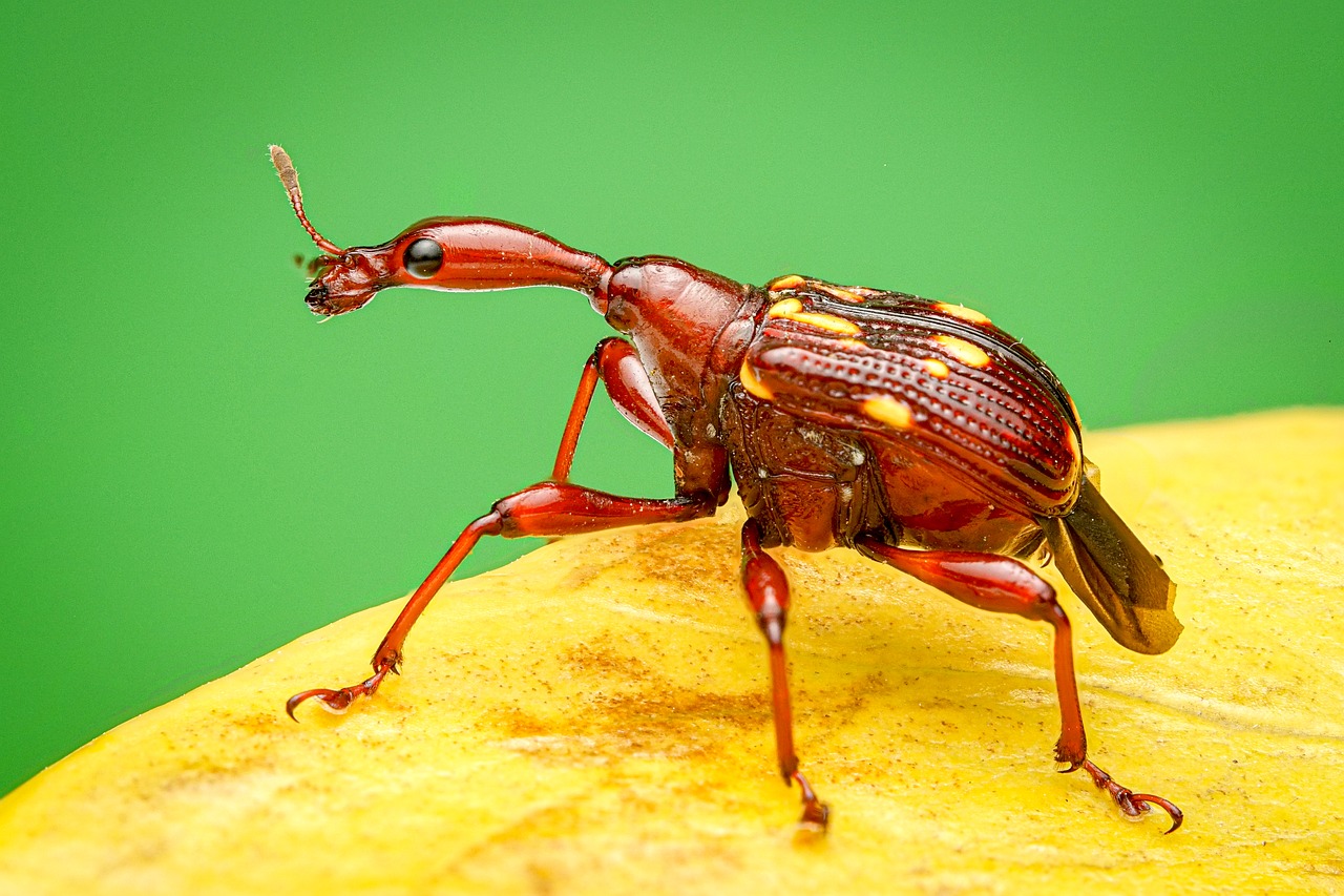 Animal Wildlife Insect - Free photo on Pixabay