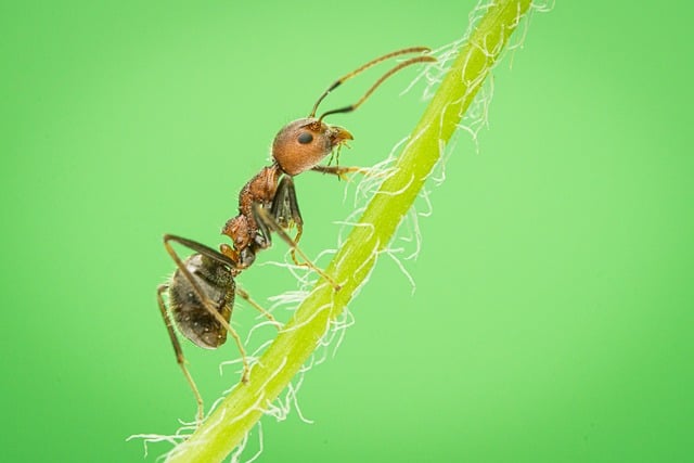 Free Animal Wildlife photo and picture