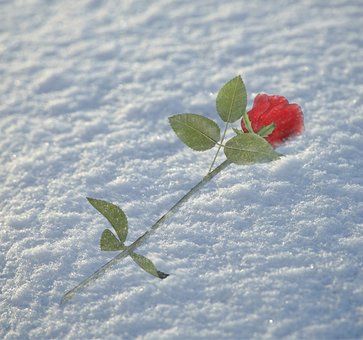 Rose, Winter, Schnee, Rot, Winterlich
