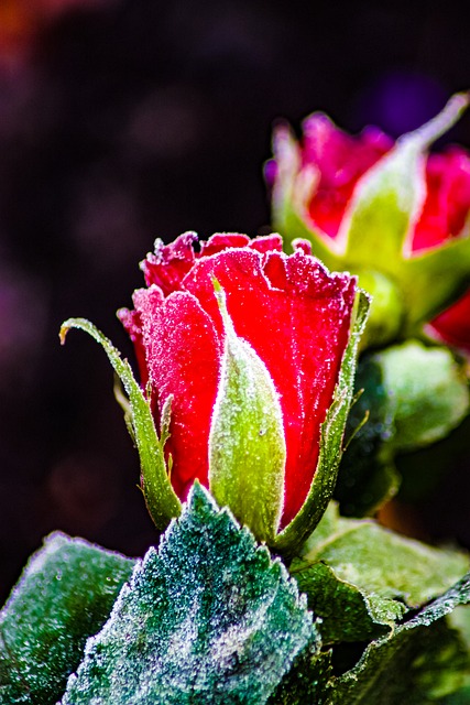 Rosa, Inverno, Geada, Endurece, Vermelho