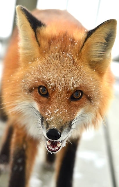 Free Fox Animal photo and picture