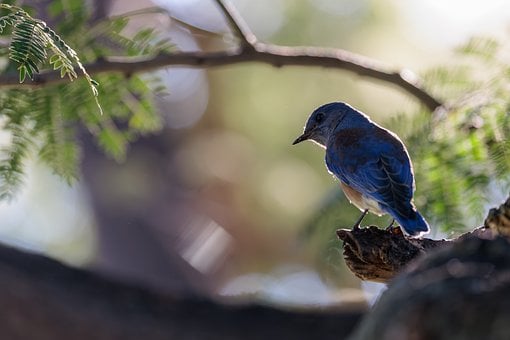 Western, Blau, Vogel, Natur, Launisch