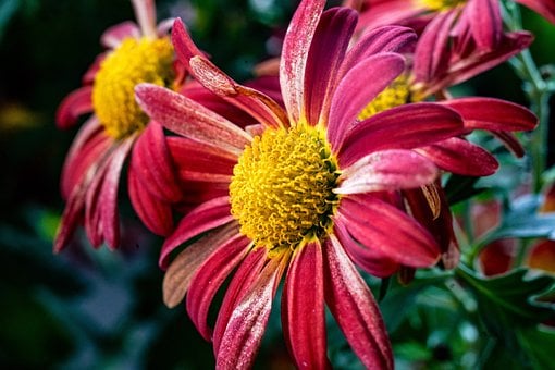 Free Fall Flora photo and picture
