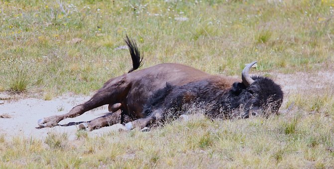 Free Bison Buffalo photo and picture