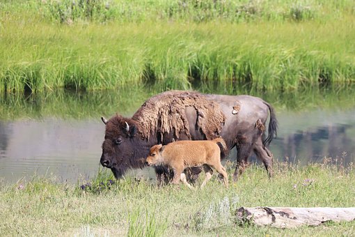 Free Yellowstone Wyoming photo and picture
