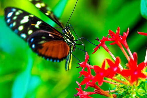 Borboleta, Passiflora Tigre, Macro