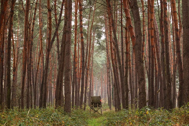 Free Fog Forest photo and picture