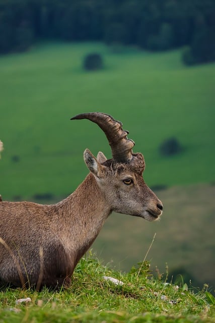 goat, nature, mountain