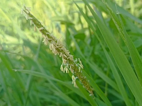 Free Meadow Foxtail Grass Grass photo and picture