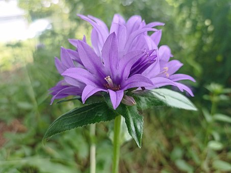 Free Bellflower Flower photo and picture