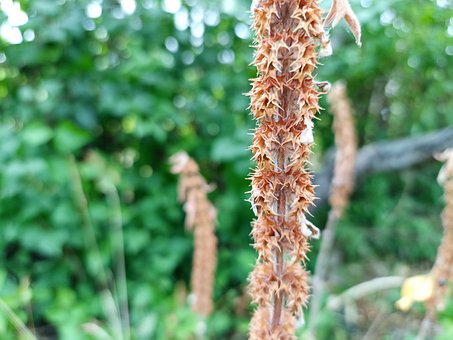 Free Common Motherwort Heartfelt photo and picture