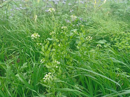 Free Field Hellebore Caerulescens photo and picture