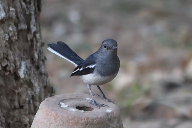 Free Bird Songbird photo and picture