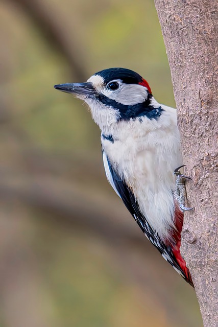 Free Great Spotted Woodpecker Woodpecker photo and picture
