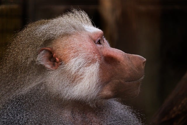 Free Portraits Animal photo and picture