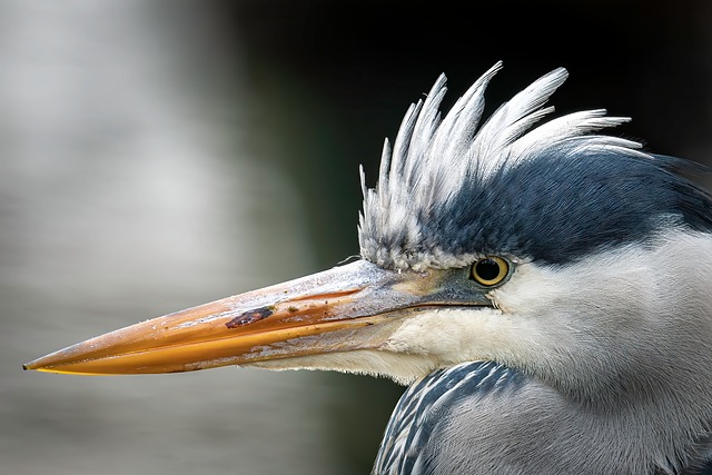 Free Grey Heron Heron photo and picture